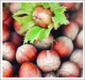 nocciola