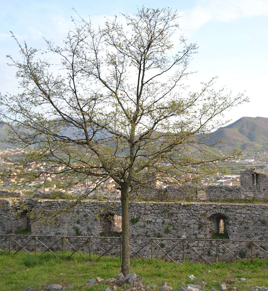 Il Castello dei Sanseverino